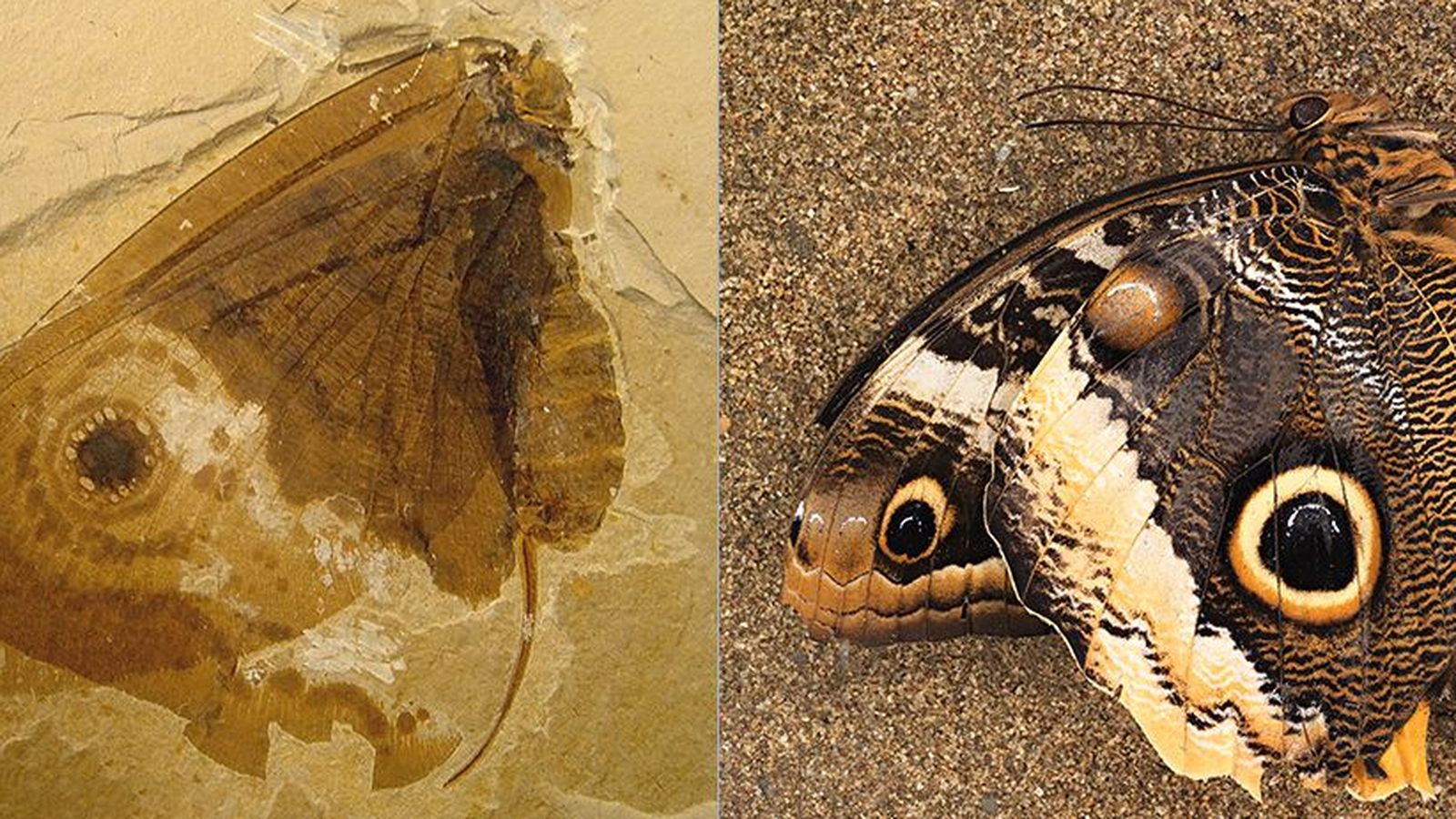 Foto: Crisopa fosilizada y mariposa búho moderna. (Conrad C. Labandeira)