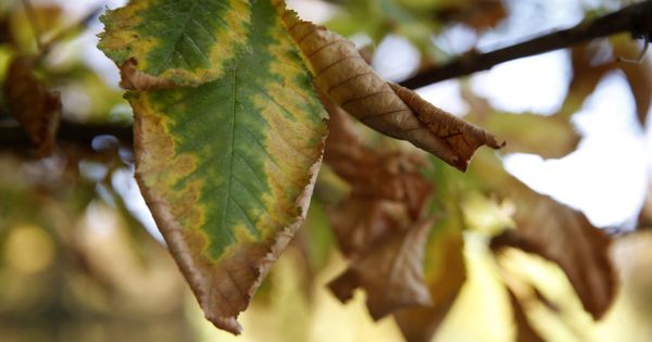 Foto: Un árbol del parque del Retiro muestra los primeros síntomas del otoño (EFE)