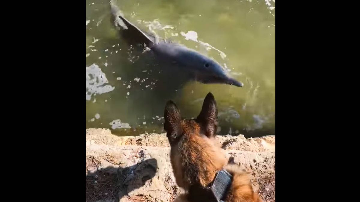El día en el que un perro policía vio nadar por primera vez a unos delfines