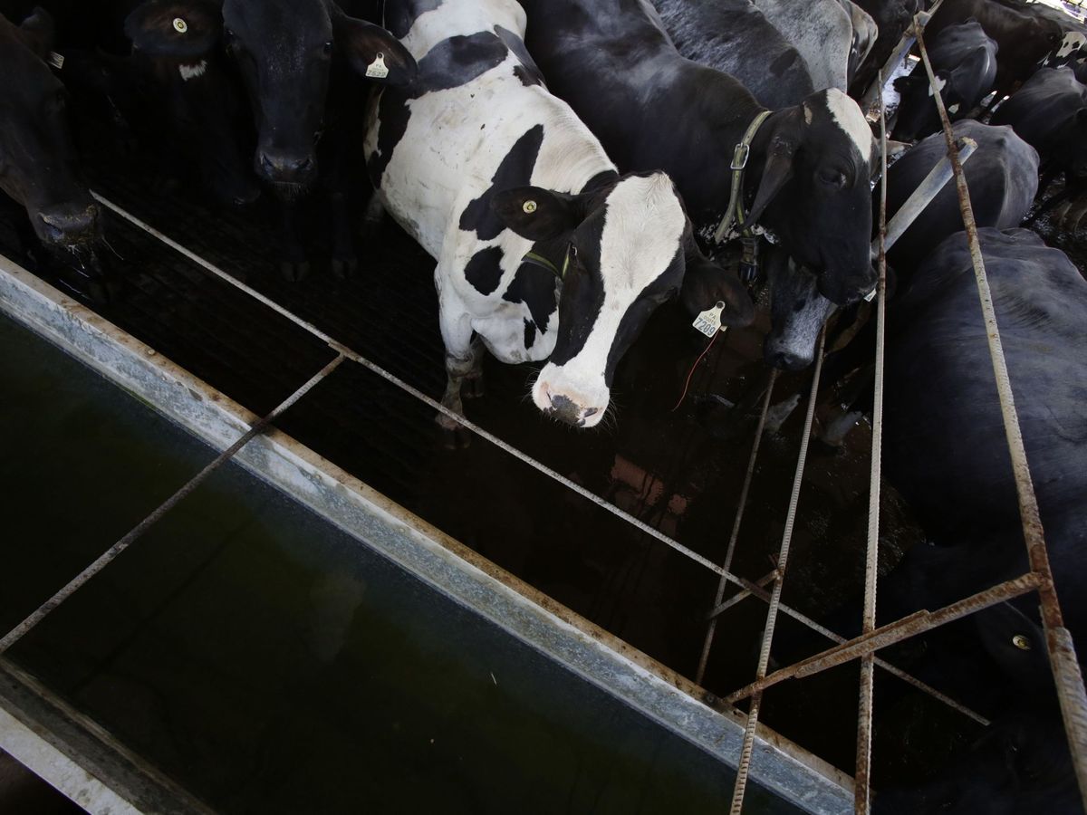 Foto: El mal de las vacas locas afectó, al menos, a 226 personas en Europa, cinco de ellas en España. (EFE)