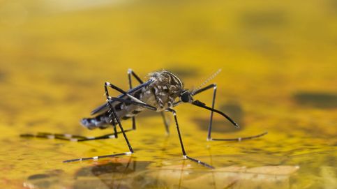 Qué es la meningoencefalitis y su relación con el virus del Nilo de los mosquitos