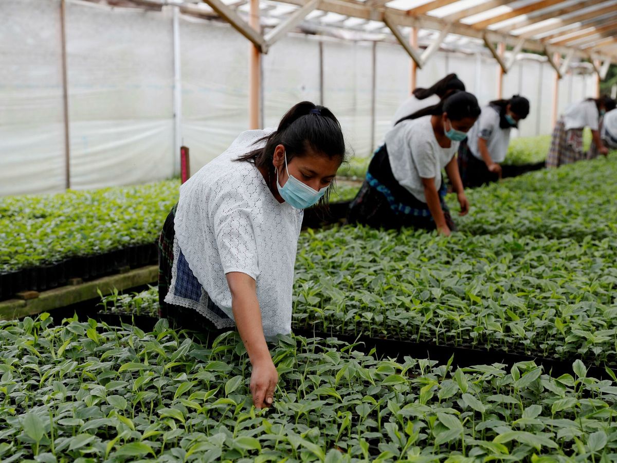Foto: Trabajadoras en un invernadero de Guatemala. (EFE)