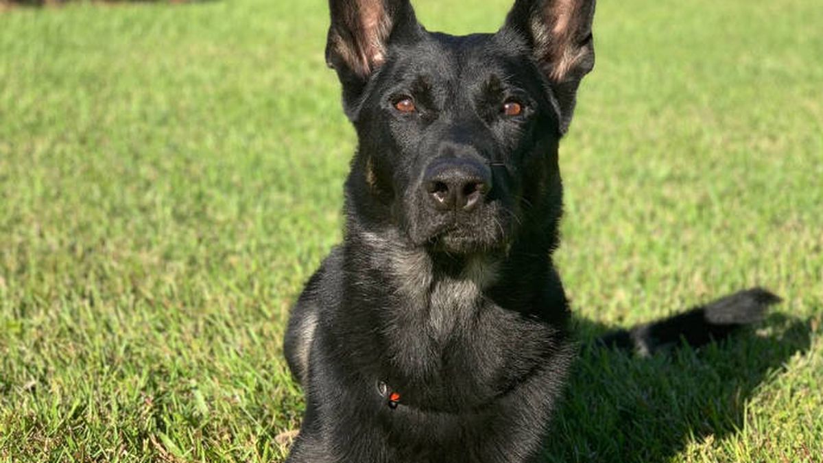 Un perro policía muere en acto de servicio después de salvar la vida a su compañero