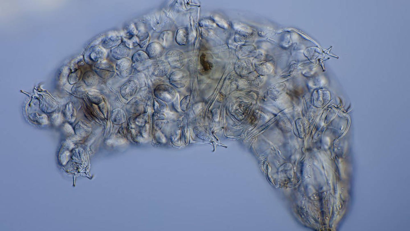 Un tardígrado, visto al microscopio. (CC/Wikimedia Commons)