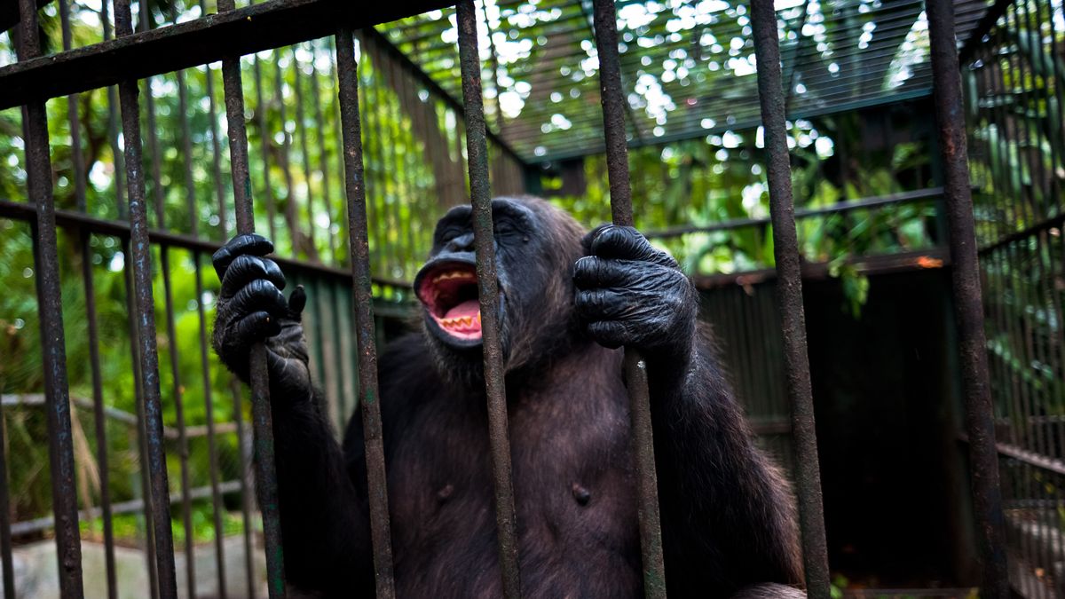 ¿Los chimpancés son como las personas? El proceso judicial que enfrenta a los científicos