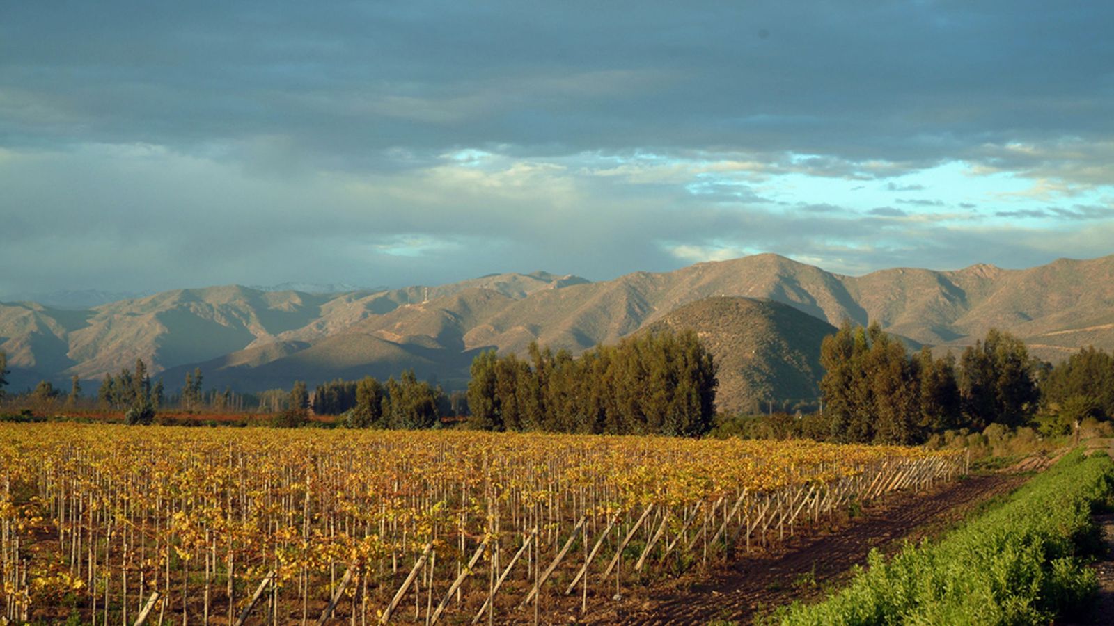 Foto: Unas 1.800 millones de personas en el mundo tom9aron vino chileno este año