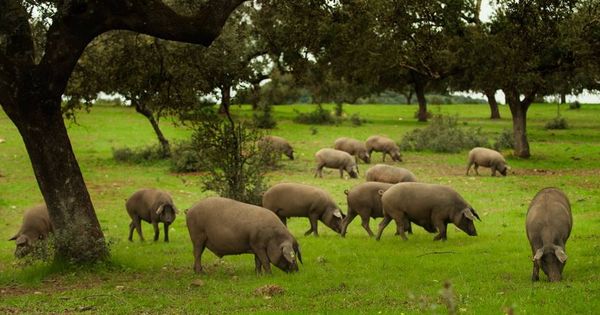 Foto: El cerdo ibérico de bellota, el tesoro de las dehesas. (AGEDREX)