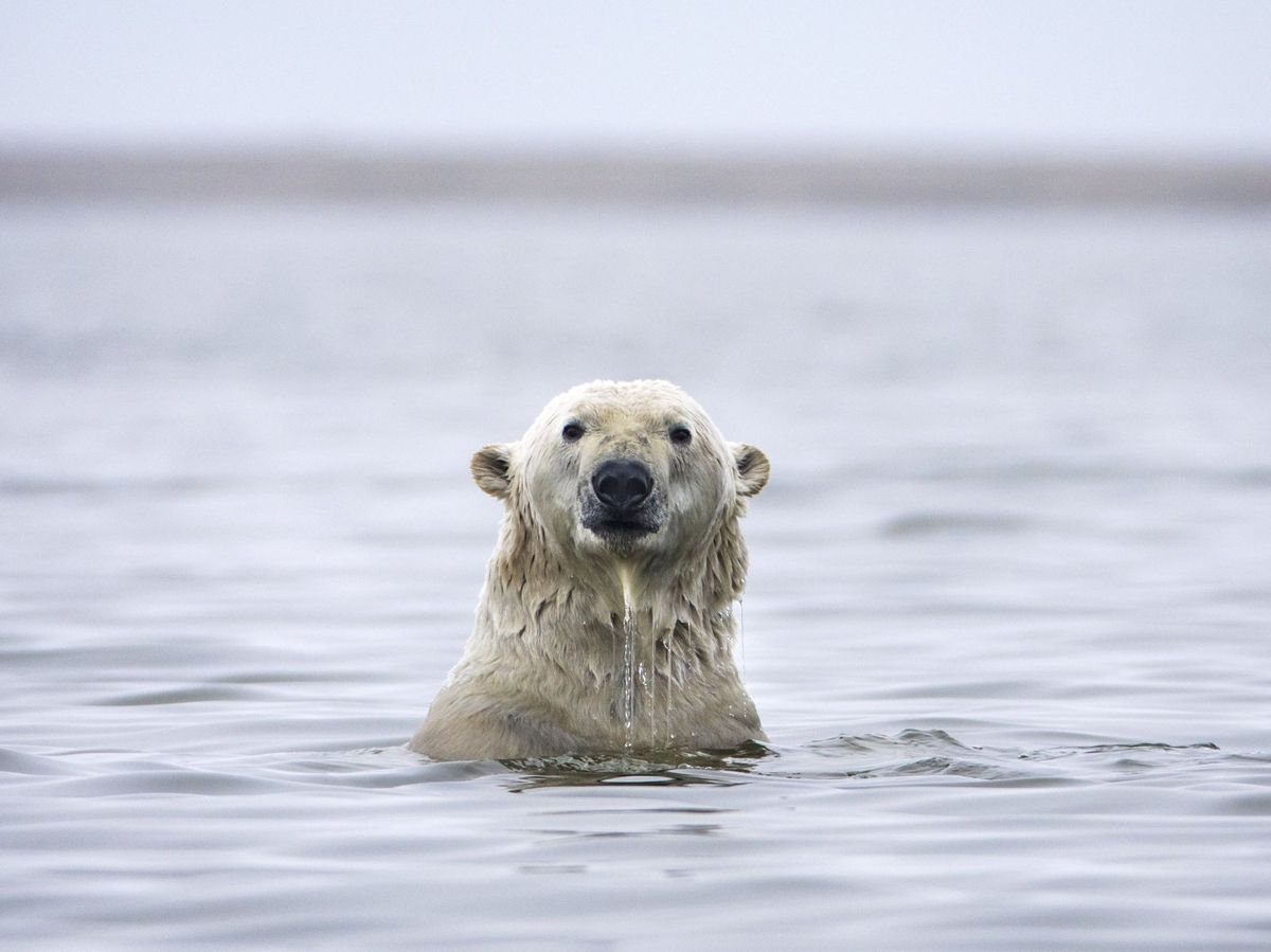 Foto: Osos polares en peligro encuentran su santuario en un pueblo de Alaska.