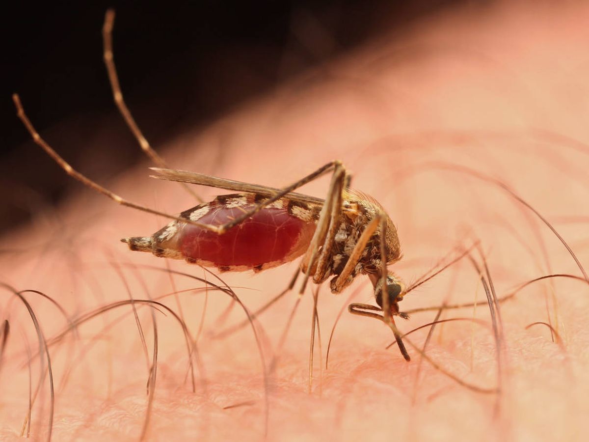 Foto: Las poblaciones de mosquitos aumentarán con el cambio climático. (iStock)