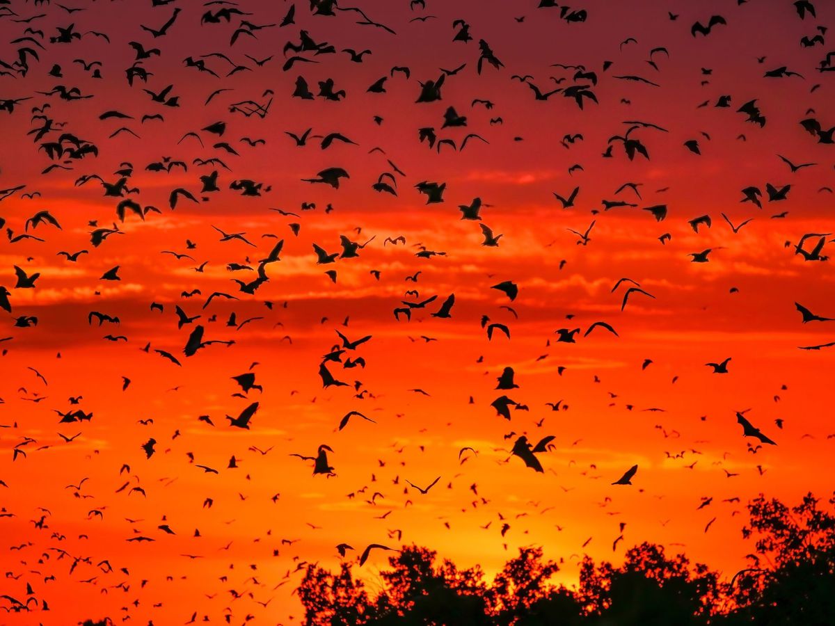 Foto: Una colonia de murciélagos en México. (EFE)