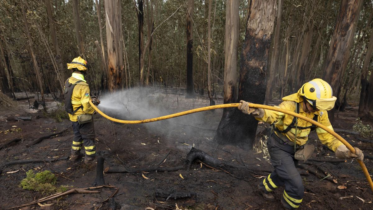 El fuego arrasa 66.063 hectáreas en lo que va de año, sin contabilizar la totalidad del incendio forestal de Tenerife