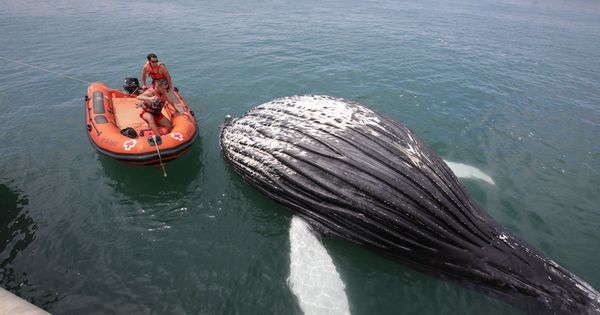 Foto: El cadáver de la ballena varado en el puerto de Gandia (EFE)