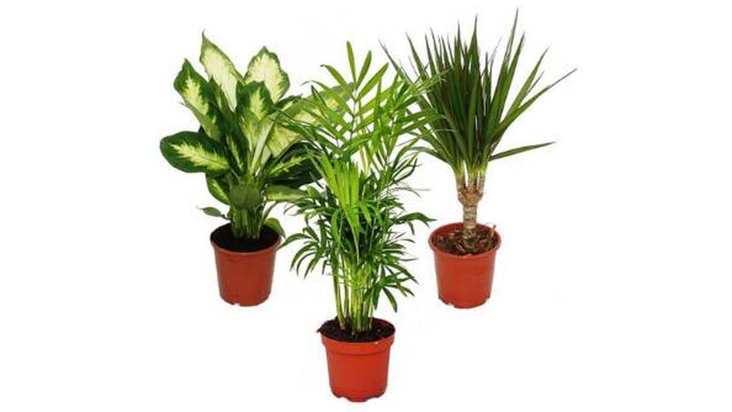 Plantas de interior Decoalive pack de 3: Dieffenbachia, Chamaedorea y Dracaena
