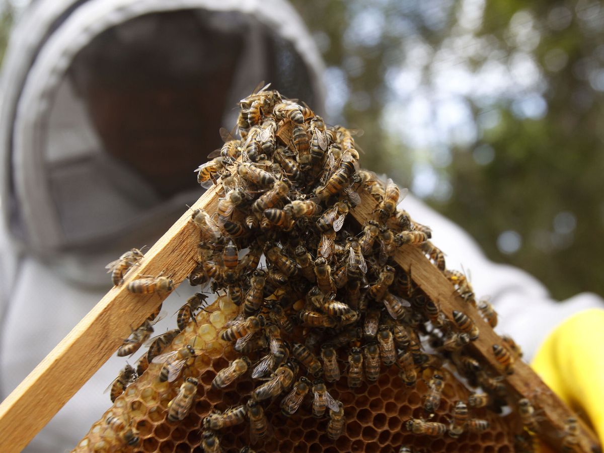 Foto: Un apicultor revisa un panal en una imagen de archivo. (EFE/Luis Eduardo Noriega)