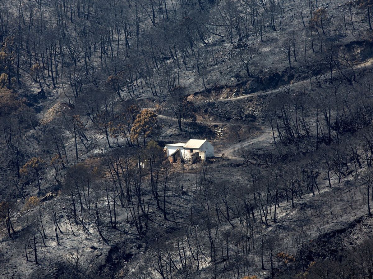 Foto: Las llamas han calcinado los bosques de Sierra Bermeja, en Málaga. (EFE)