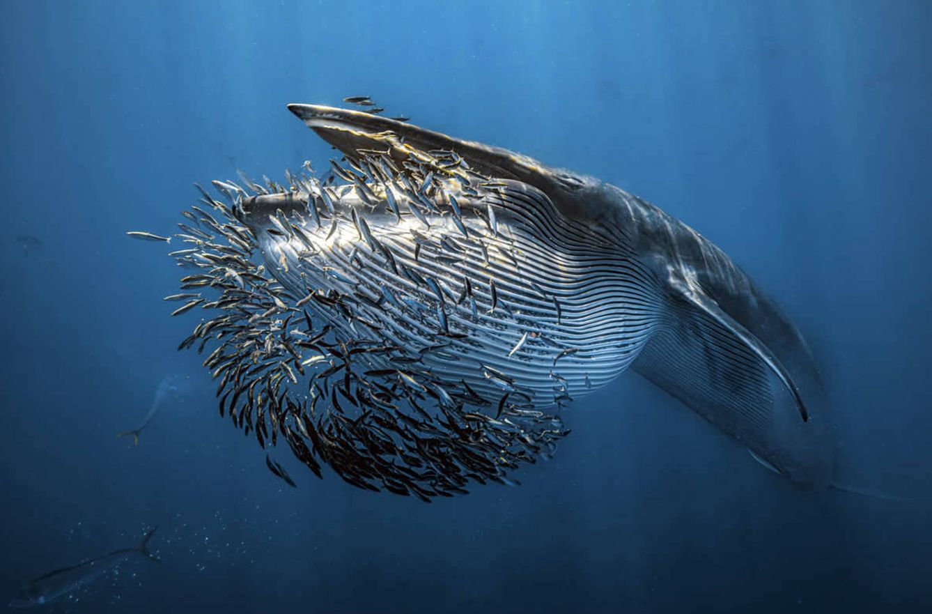Una ballena de brey comiendo sardinas. (Rafael Fernández Caballero/ WPY2024)