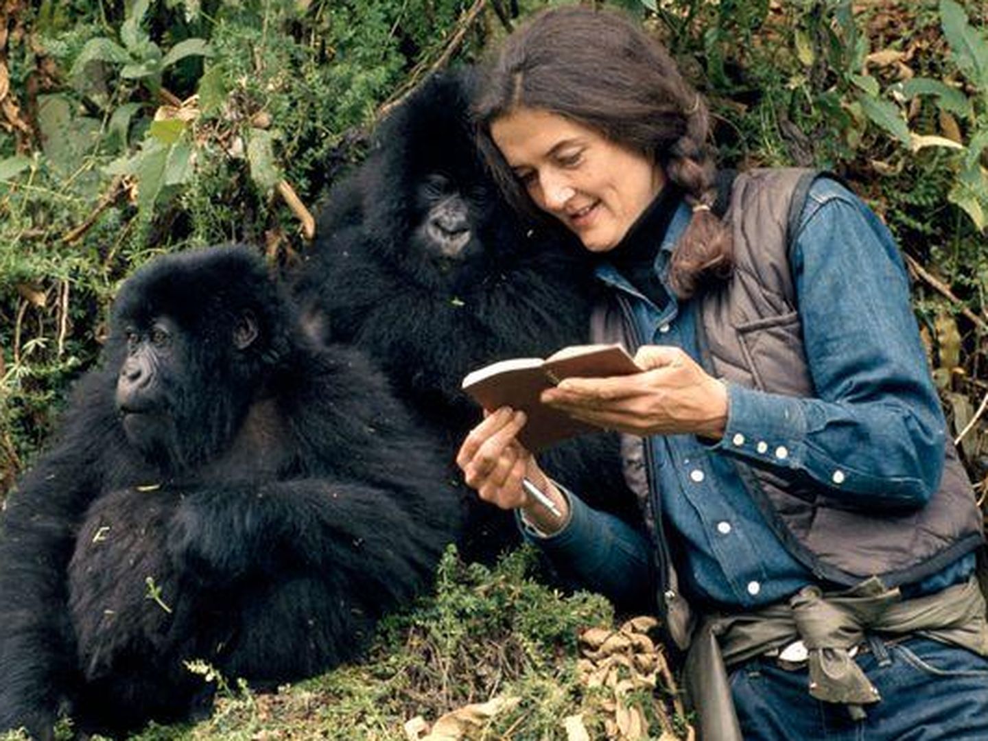 La naturalista Dian Fossey, asesinada por defender a los gorilas.