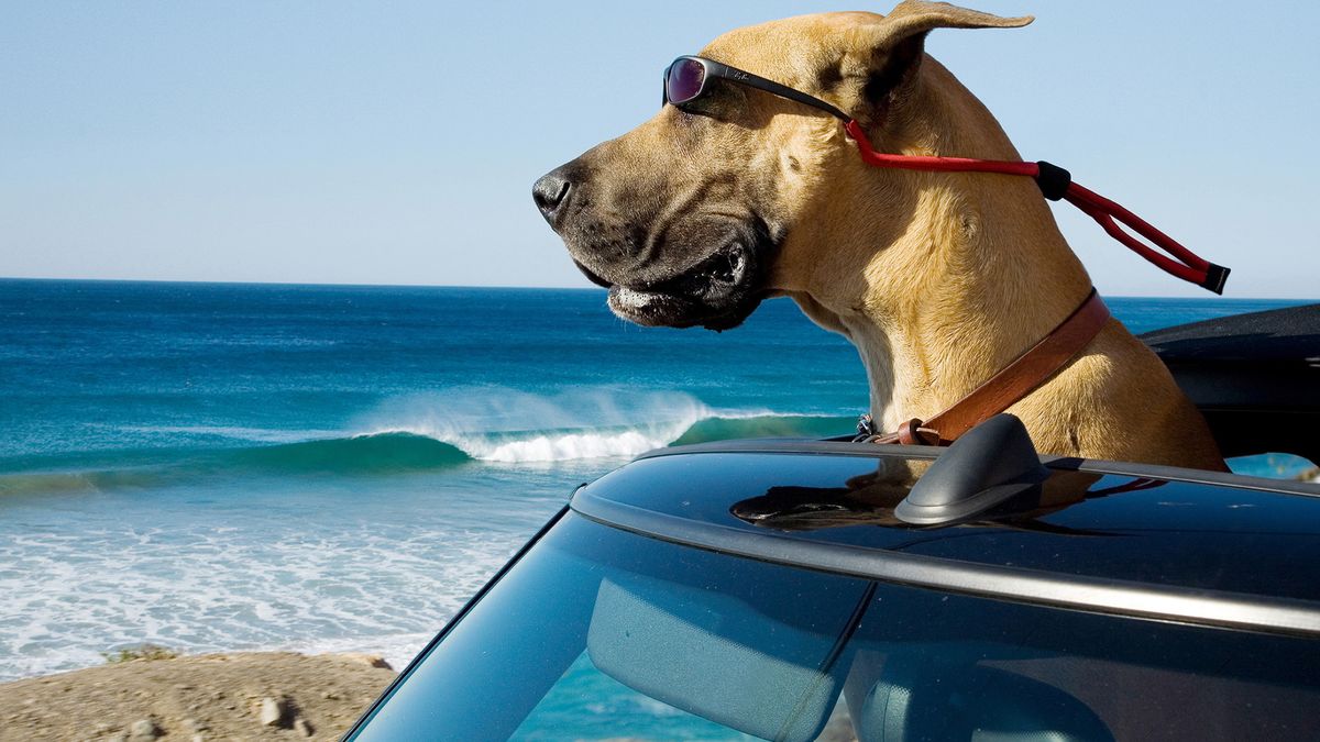 ¿Es España 'pet friendly'? Vacaciones con tu perro