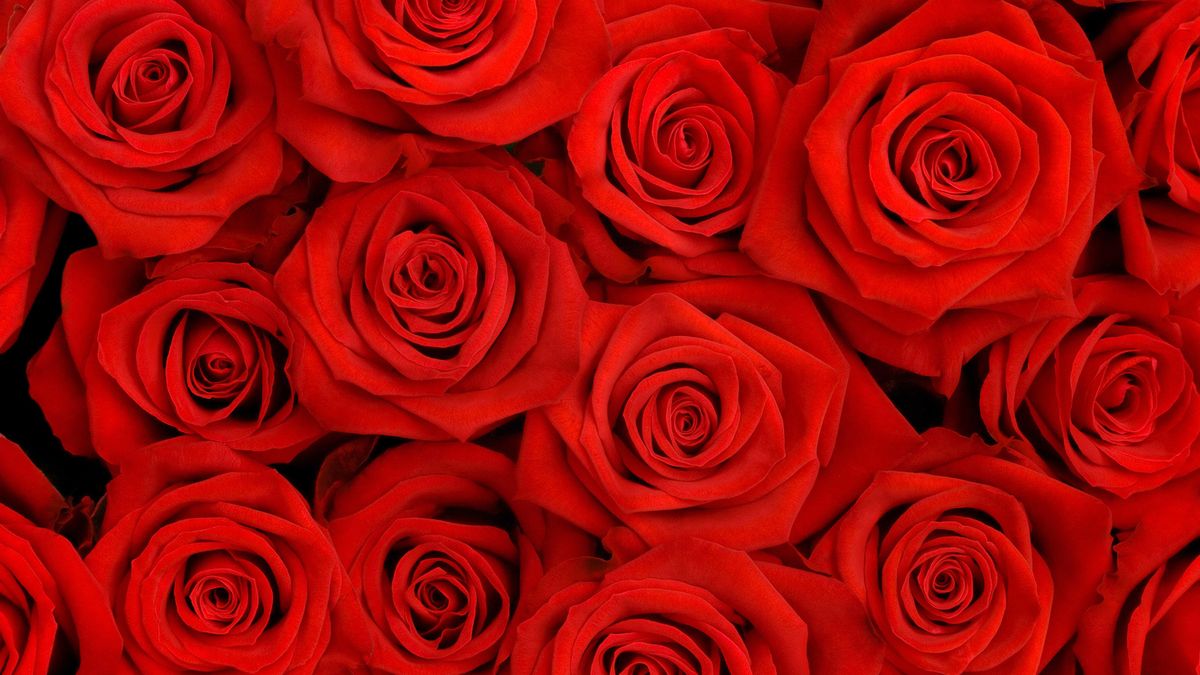 La biotecnología ha descubierto por qué ya no huelen las rosas