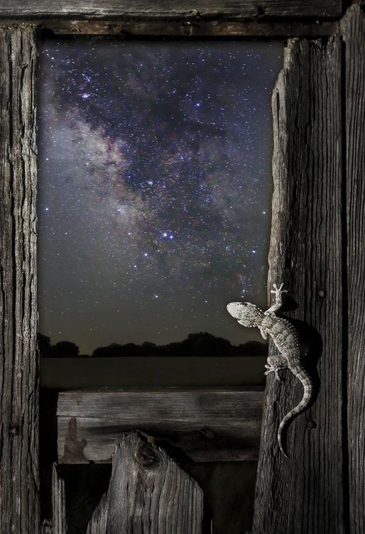 Cea pudo alinear la salamandra con la Vía Láctea en el mismo fotograma. (Mario Cea)