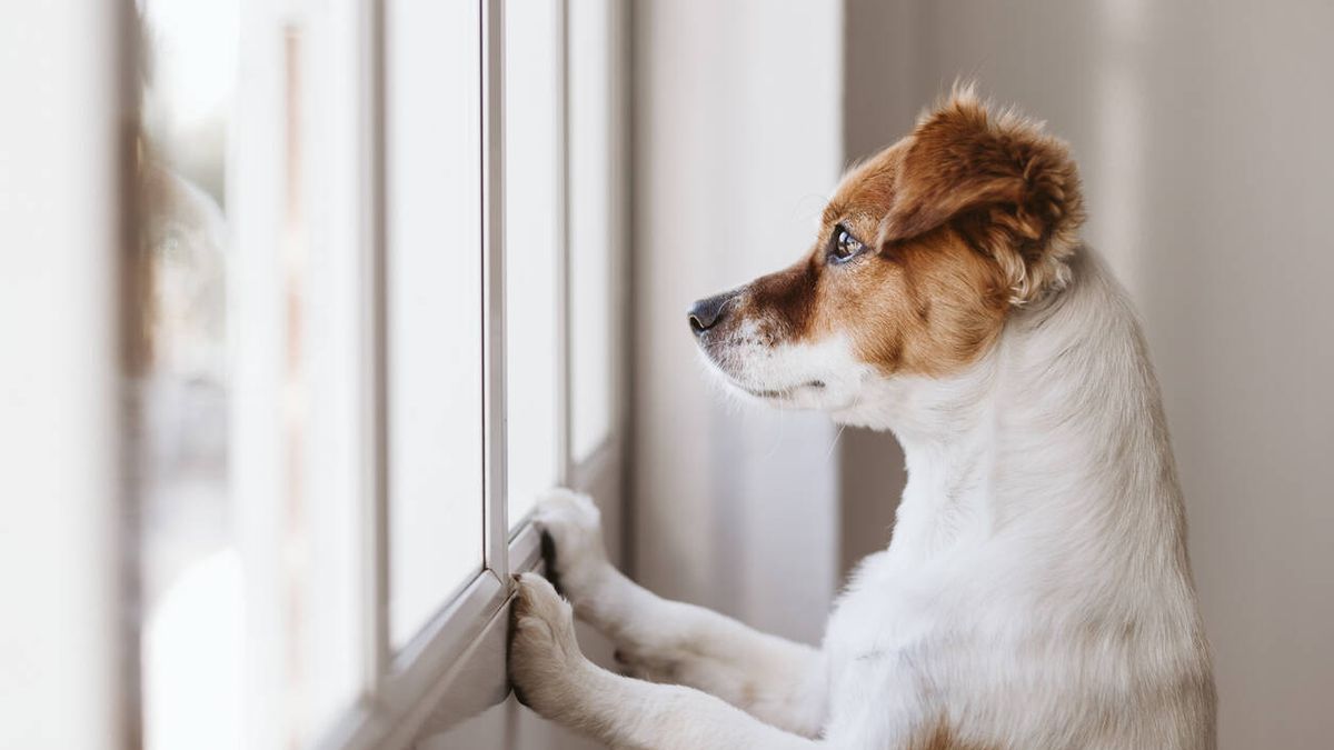 ¿Qué puedes hacer para reducir la ansiedad de tu perro cuando se queda solo en casa?