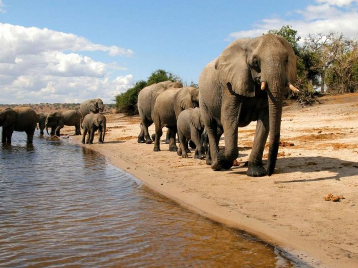 Foto: ¿Qué mató a 350 elefantes en Botsuana? Los científicos lanzan las primeras hipótesis. (Turismo de Botsuana)