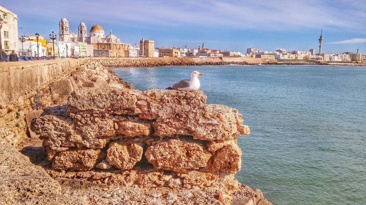 Hallan restos fenicios del puerto de Cádiz al rehabilitar el tablao al que iba Lola Flores