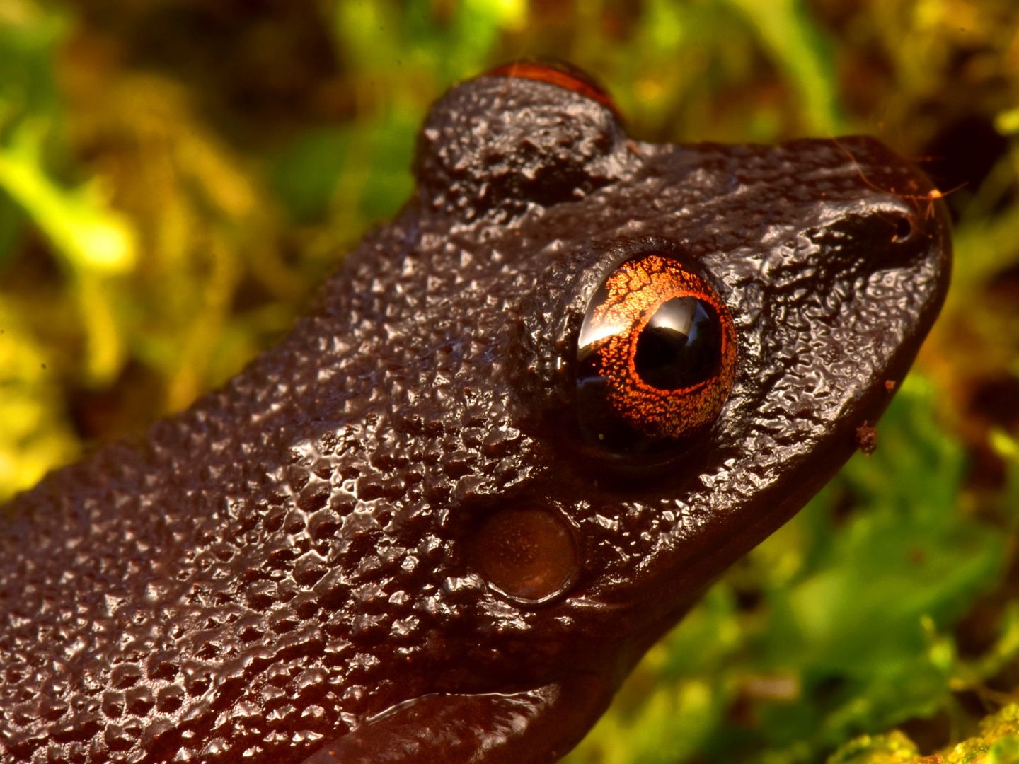La rana ojos de diablo, la especie más espectacular encontrada en el valle del Zongo. (Reuters)