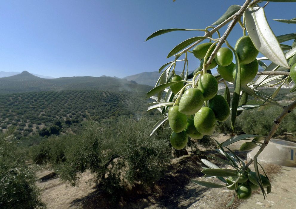 Foto: Una vista de un olivar de Jaén. (EFE)