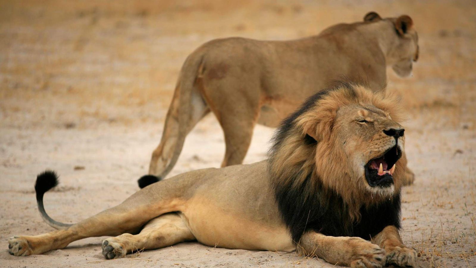 Foto: Cecil, tumbado en el suelo junto a una leona de su manada. (EFE)