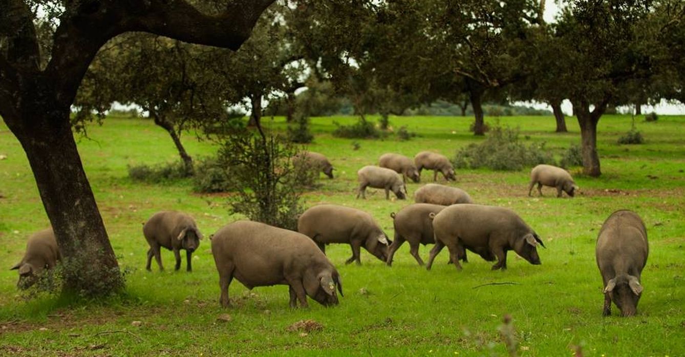 El cerdo ibérico de bellota, principal tesoro de las dehesas. (Foto: cedida por Agedrex)