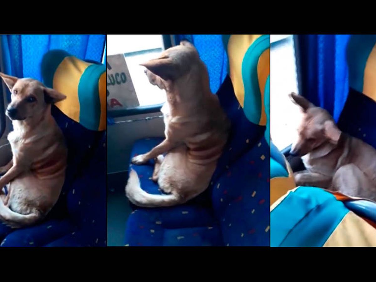 Foto: El perro se sentó como un pasajero más y luego se recostó para descansar (Foto: Facebook)