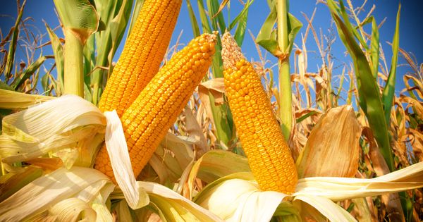 Foto: Mazorcas de maíz. (iStock)