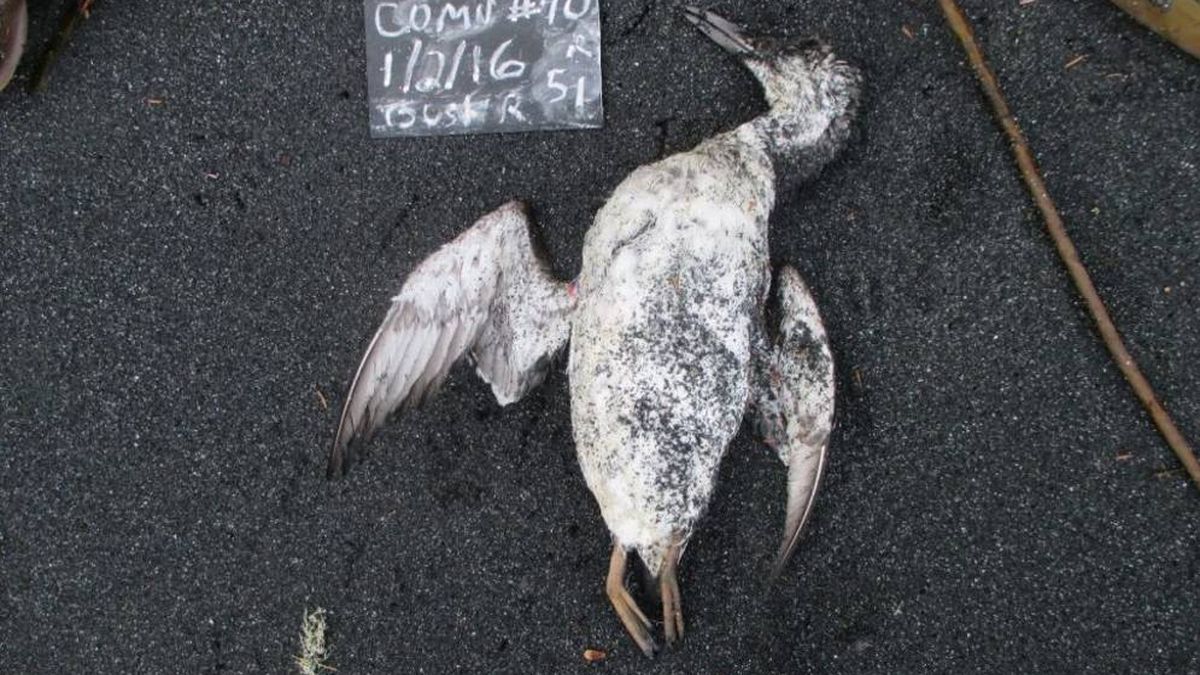 ¿Por qué murieron un millón de aves en el Pacífico? Una 'burbuja' fue la responsable