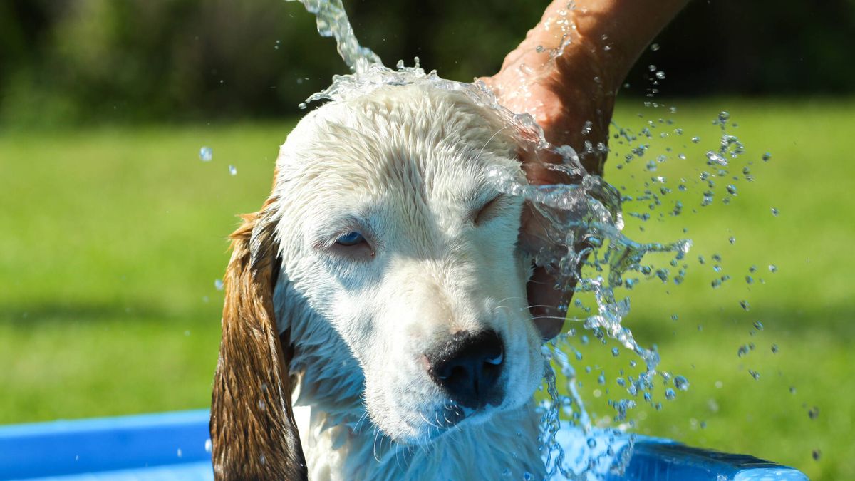 Cómo evitar los golpes de calor en perros