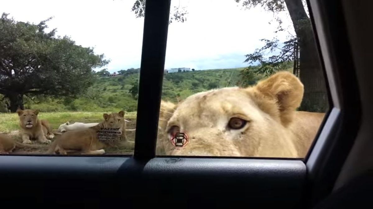 Un león aterroriza a varios turistas al abrir la puerta del coche donde viajaban