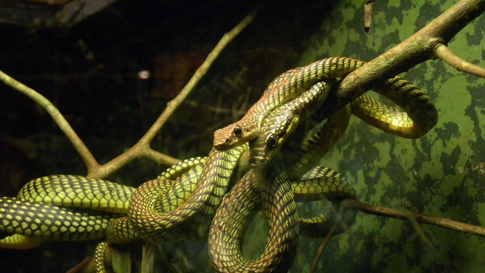 Змеи в тропическом лесу. Тропические змеи. Украшенные древесные змеи. Тропический лес змеи. Серая древесная змея.