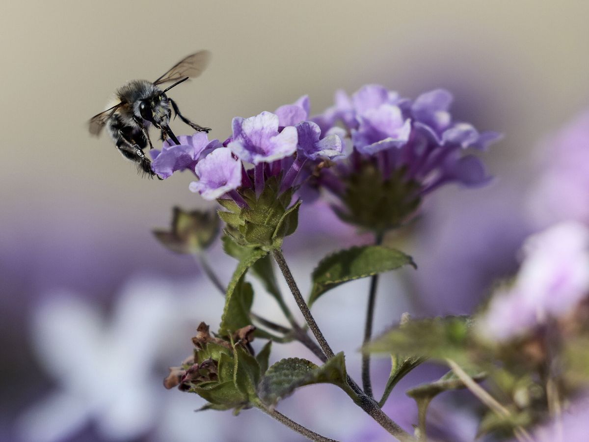 Foto: Los alérgicos al polen se enfrentan a una primavera intensa,. (EFE)
