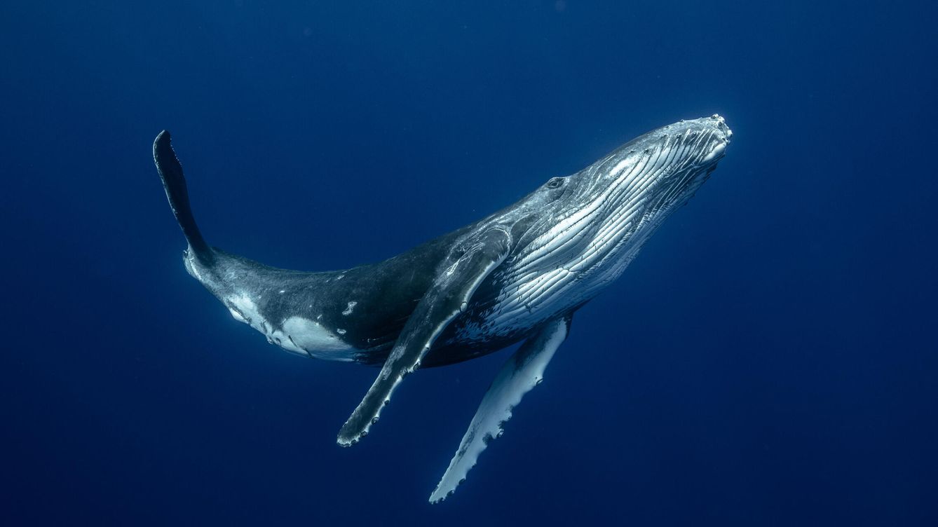 Foto: Cada vez más ballenas mueren por la colisión con buques y ferris en el Mediterráneo (EFE/K.Iliya)