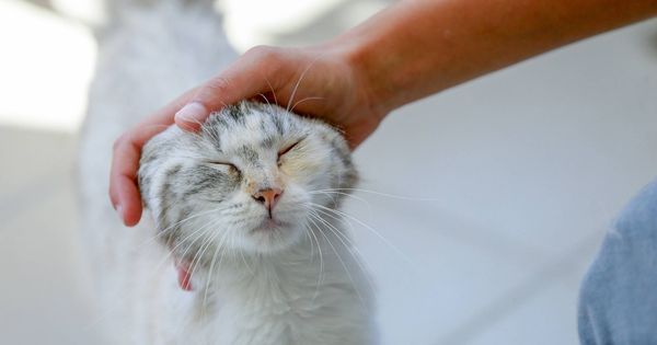 Foto: El pelo, principal peligro para los alérgicos a los gatos. Foto: EFE/ Stephanie Lecocq