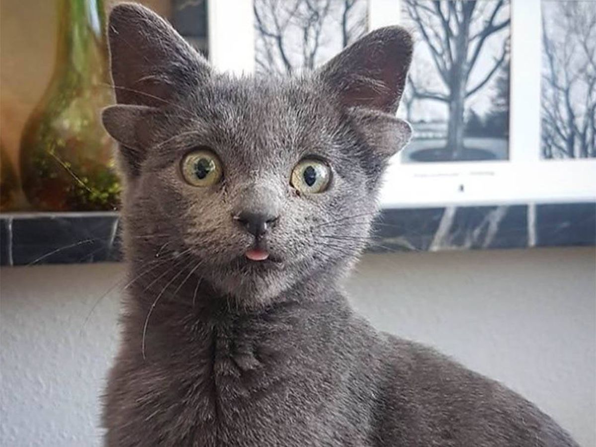 Tiza Escuela de posgrado Rebajar Una gata con cuatro orejas se hace viral en Instagram