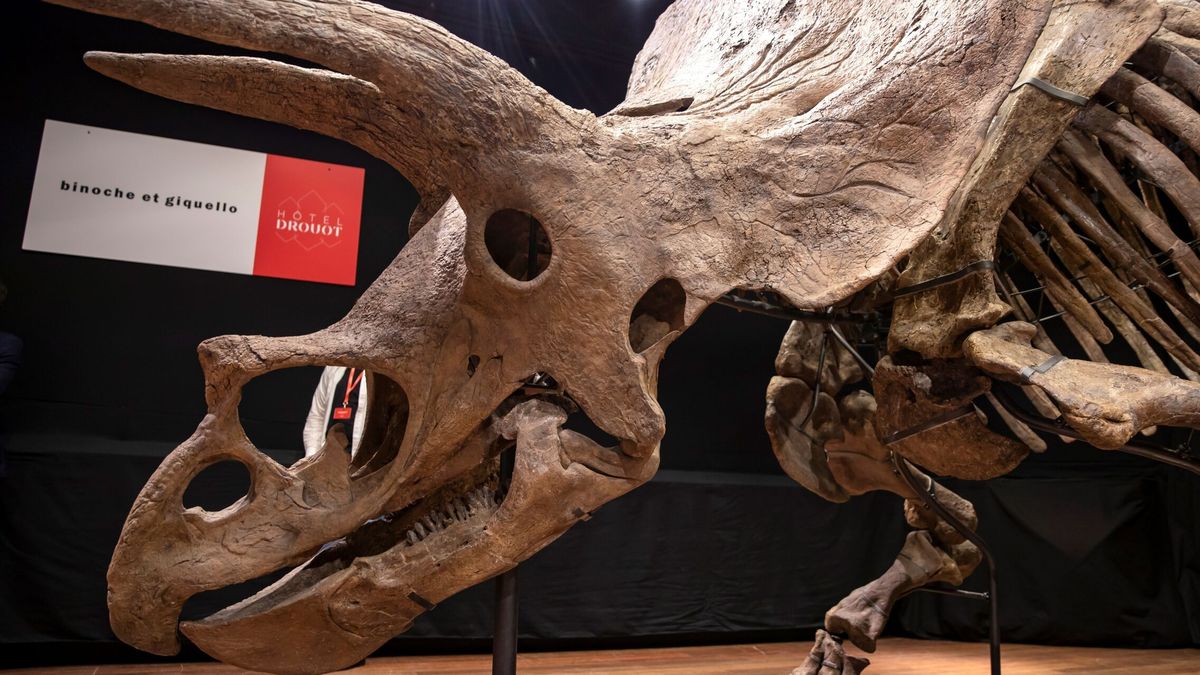 Big John, el Triceratops más grande del mundo, vendido por 6,65 millones de euros