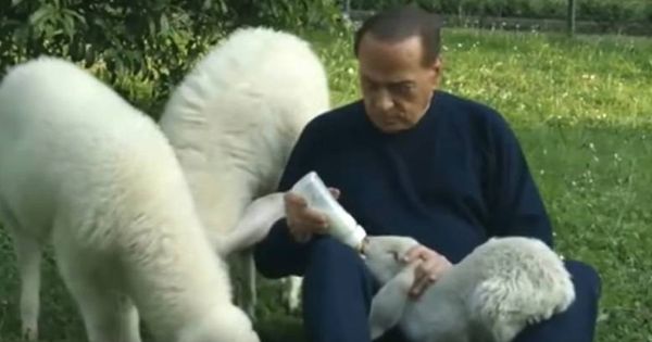 Foto: Silvio Berlusconi da leche a varios corderos durante esta Semana Santa.