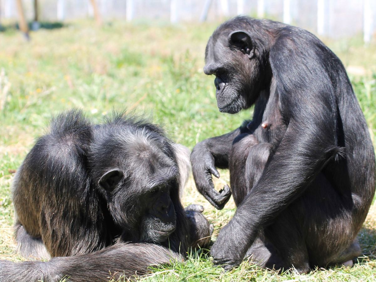 Foto: Los otros chimpancés excluyen a Chita por su contacto con los humanos (EFE)
