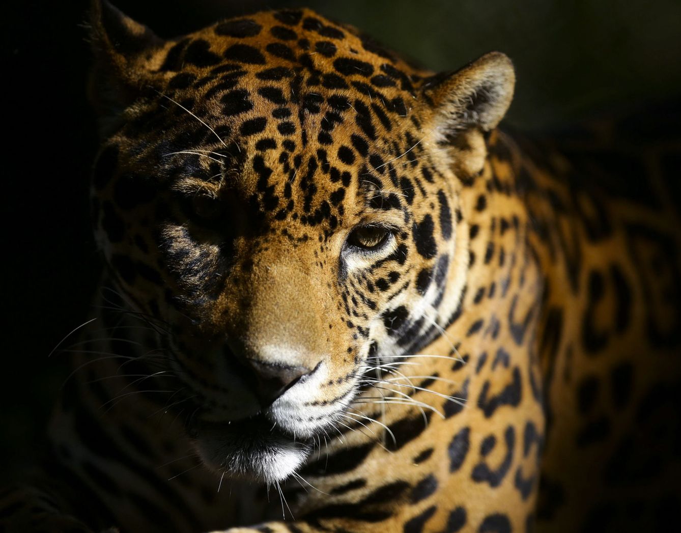 Un jaguar de los que te podrías encontrar. (EFE)