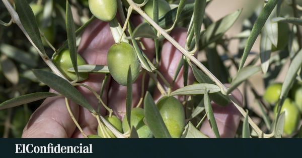 El Gobierno estima una producción de 1,6 millones de toneladas de aceite