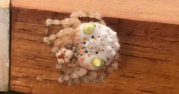 Foto: El aspecto de la araña desde arriba es mucho más parecida al sushi que a un arácnido (Foto: Facebook)