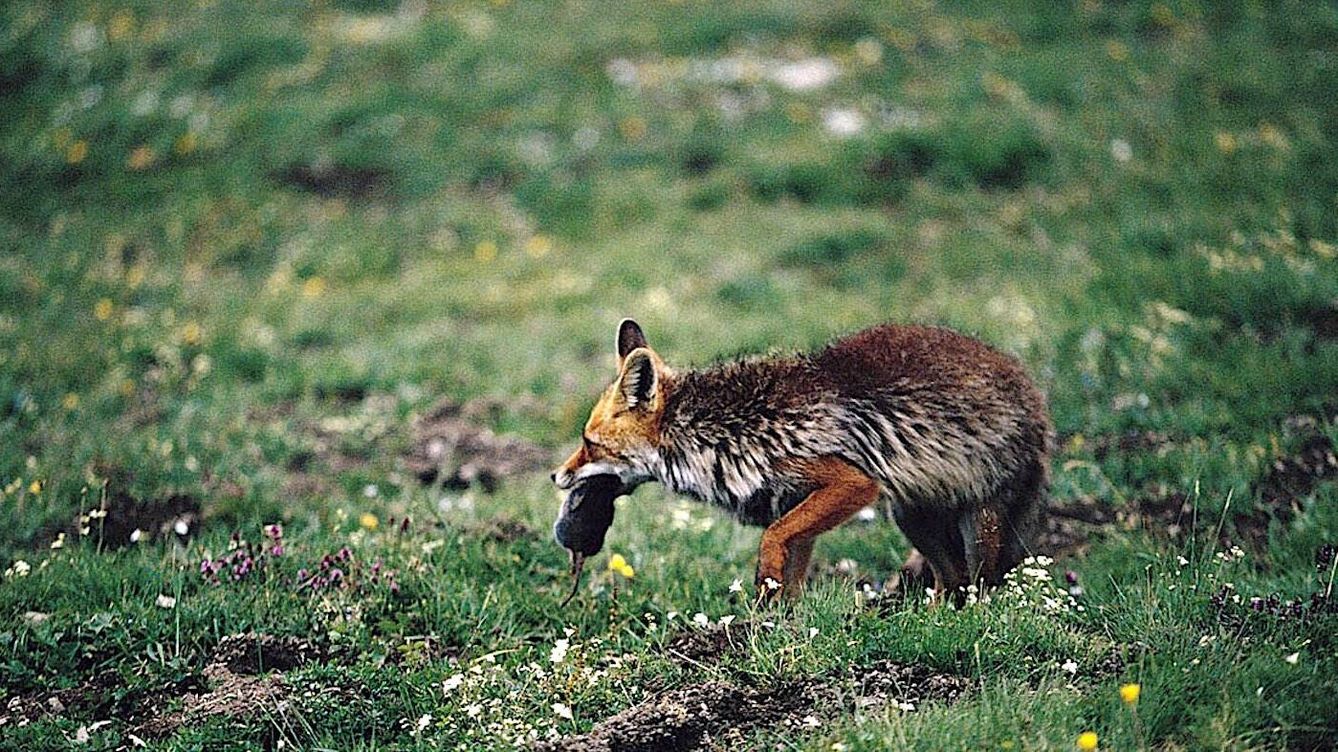 Foto: Un zorro que ha capturado una presa en el pirineo. (Andoni Canela)