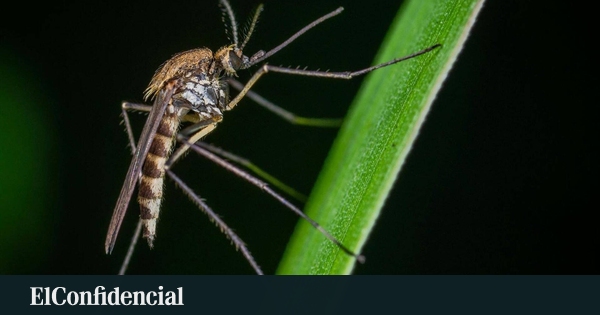 Mueren dos personas infectadas con el virus del Nilo en Bélgica