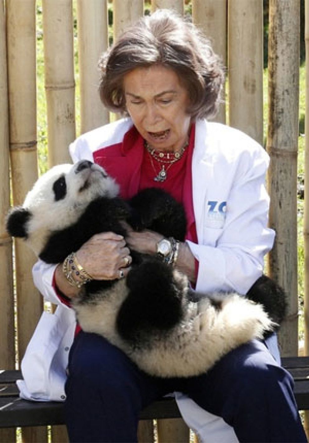 Foto: El 'panda asesino' de la reina Sofía